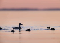 Suomenlinna Bird Photography Workshop