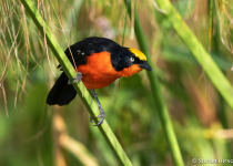 1-Day Birdwatching Adventure in Kigali, Rwanda