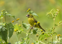 1-Day Birdwatching Adventure in Kigali, Rwanda