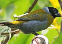 1-Day Birdwatching Adventure in Kigali, Rwanda