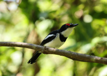 1-Day Birdwatching Adventure in Kigali, Rwanda