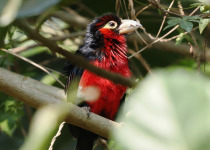 1-Day Birdwatching Adventure in Kigali, Rwanda