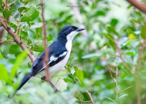 1-Day Birdwatching Adventure in Kigali, Rwanda