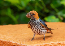 1-Day Birdwatching Adventure in Kigali, Rwanda
