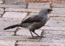 1-Day Birdwatching Adventure in Kigali, Rwanda