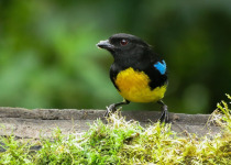 10-Day Central and Western Andes Colombia Birding Tour