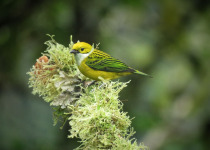 10-Day Central and Western Andes Colombia Birding Tour