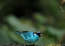 Custom Central-Western Andes Colombia Birding Expedition