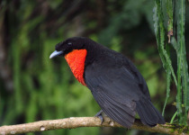 Custom Central-Western Andes Colombia Birding Expedition