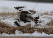 New Jersey Guided Birdwatching Excursion with Marc Chelemer