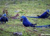 Custom Pantanal Birdwatching and Photography Tour with Vitinho