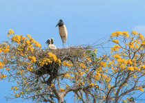 Custom Pantanal Birdwatching and Photography Tour with Vitinho