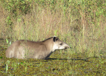 Custom Pantanal Birdwatching and Photography Tour with Vitinho