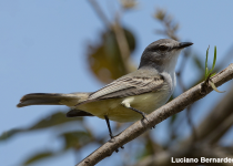 Custom Brazilian Chaco Birdwatching Tour with Vitinho