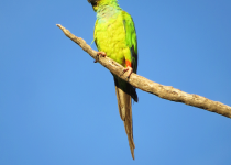 Custom Brazilian Chaco Birdwatching Tour with Vitinho