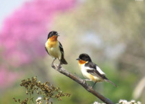 Custom Brazilian Chaco Birdwatching Tour with Vitinho