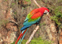 Custom Serra da Bodoquena Birdwatching Tour with Vitinho