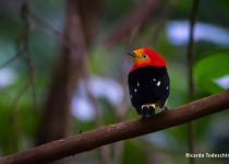 Custom Serra da Bodoquena Birdwatching Tour with Vitinho