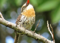 Custom Serra da Bodoquena Birdwatching Tour with Vitinho