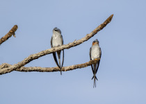 Yok Don National Park Birdwatching Tour