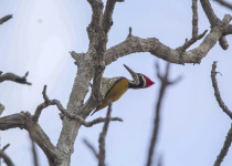Yok Don National Park Birdwatching Tour