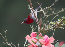 Yok Don National Park Birdwatching Tour