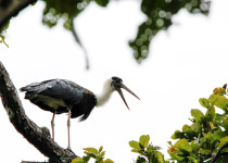 Yok Don National Park Birdwatching Tour