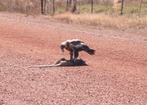 Essence of the Top End Gouldian Finch Day Tour