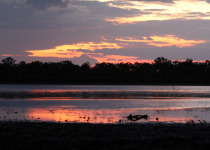 Dinner with the Crocs, Breakfast with the Gouldians