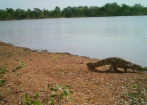 Dinner with the Crocs, Breakfast with the Gouldians