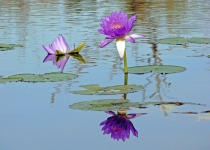 Dinner with the Crocs, Breakfast with the Gouldians