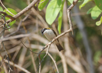 Dinner with the Crocs, Breakfast with the Gouldians
