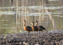 Dinner with the Crocs, Breakfast with the Gouldians