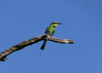 Dinner with the Crocs, Breakfast with the Gouldians
