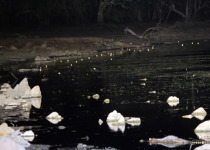 Dinner with the Crocs, Breakfast with the Gouldians