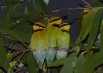 Dinner with the Crocs, Breakfast with the Gouldians