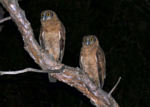 Dinner with the Crocs, Breakfast with the Gouldians