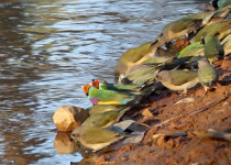 Dinner with the Crocs, Breakfast with the Gouldians