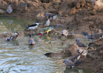 Dinner with the Crocs, Breakfast with the Gouldians