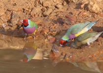 Dinner with the Crocs, Breakfast with the Gouldians