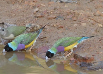 Dinner with the Crocs, Breakfast with the Gouldians