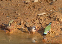 Dinner with the Crocs, Breakfast with the Gouldians