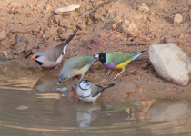Private Darwin and Top End Birdwatching Charter