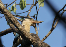 Private Darwin and Top End Birdwatching Charter