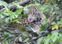 7-Day Pantanal, Harpy Eagle and Chapada Birding with Boute Expeditions