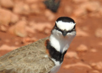 7-Day Pantanal, Harpy Eagle and Chapada Birding with Boute Expeditions