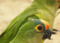 7-Day Pantanal, Harpy Eagle and Chapada Birding with Boute Expeditions