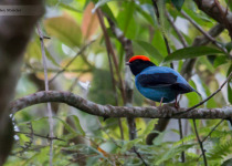 7-Day Itatiaia and Ubatuba Atlantic Forest Birding with Boute Expeditions