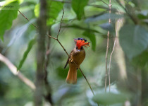 7-Day Itatiaia and Ubatuba Atlantic Forest Birding with Boute Expeditions