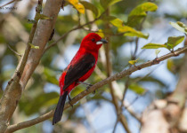 7-Day Itatiaia and Ubatuba Atlantic Forest Birding with Boute Expeditions